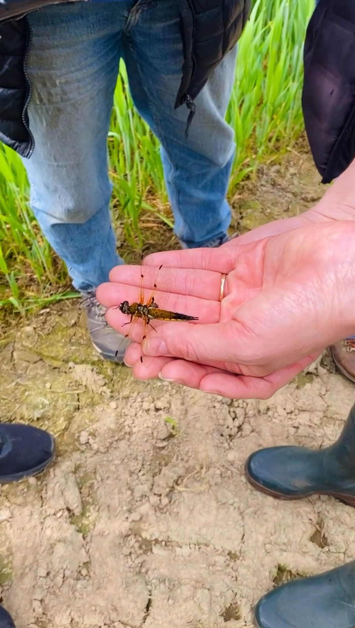 A dragonfly in a human hand. 