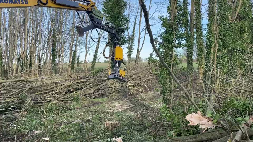 Show photo of trees being thinned in the woodland