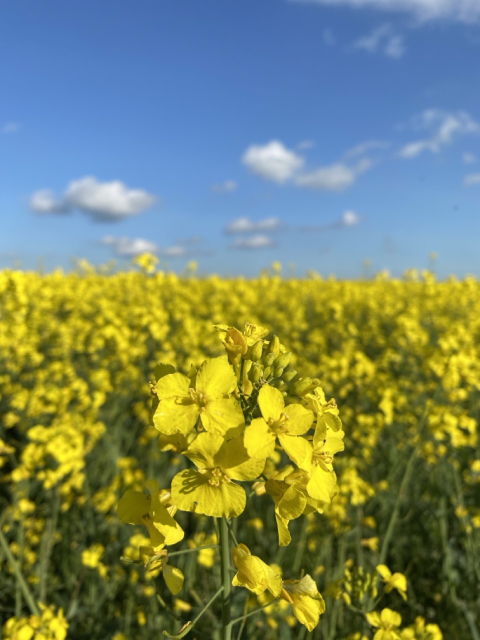 A close up photo of rapeseed